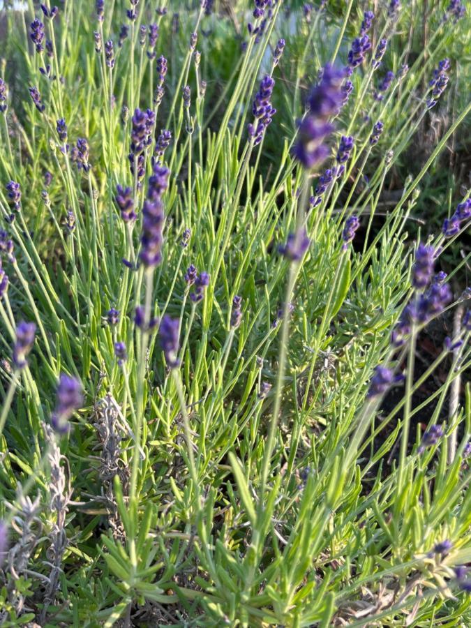 Lavendel * Obergurig